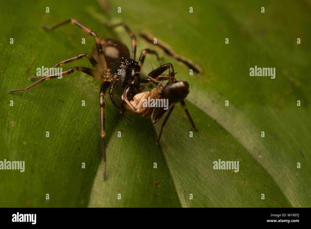 Une araignée se nourrissant d'une fourmi dans la jungle colombienne. Banque D'Images