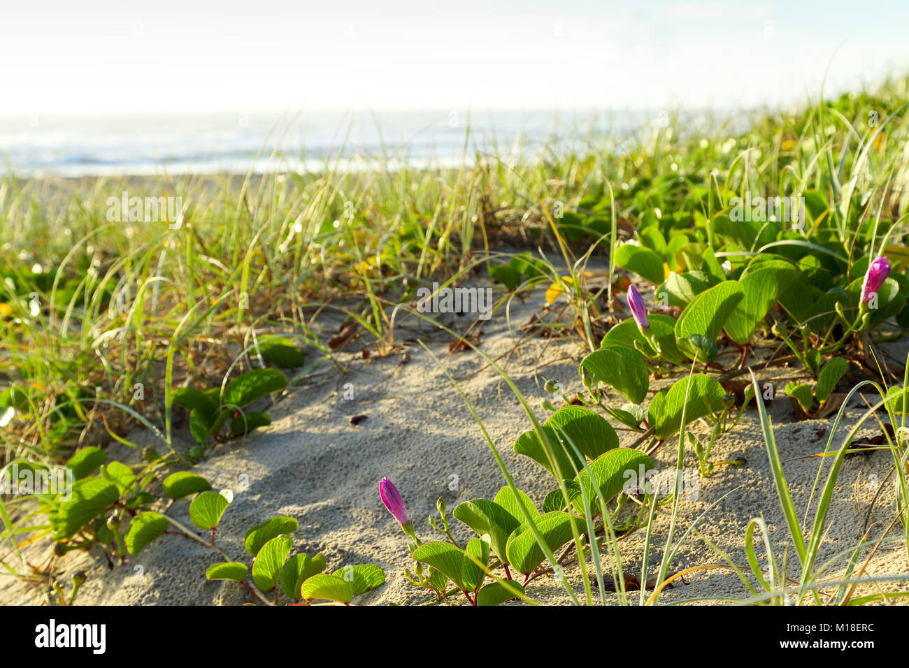 Les plantes des dunes côtières sur Fraser Island, Queensland, Australie. Banque D'Images