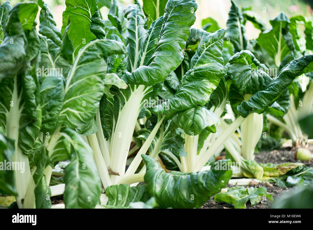 Chard à tige blanche est en croissance dans le jardin Banque D'Images