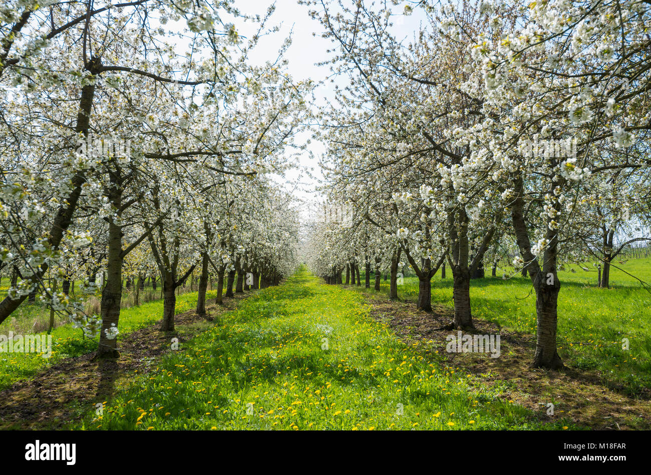 Fleur de cerisier,plantation,fruits,Obereggenen,Markgräflerland Forêt Noire, Bade-Wurtemberg, Allemagne Banque D'Images