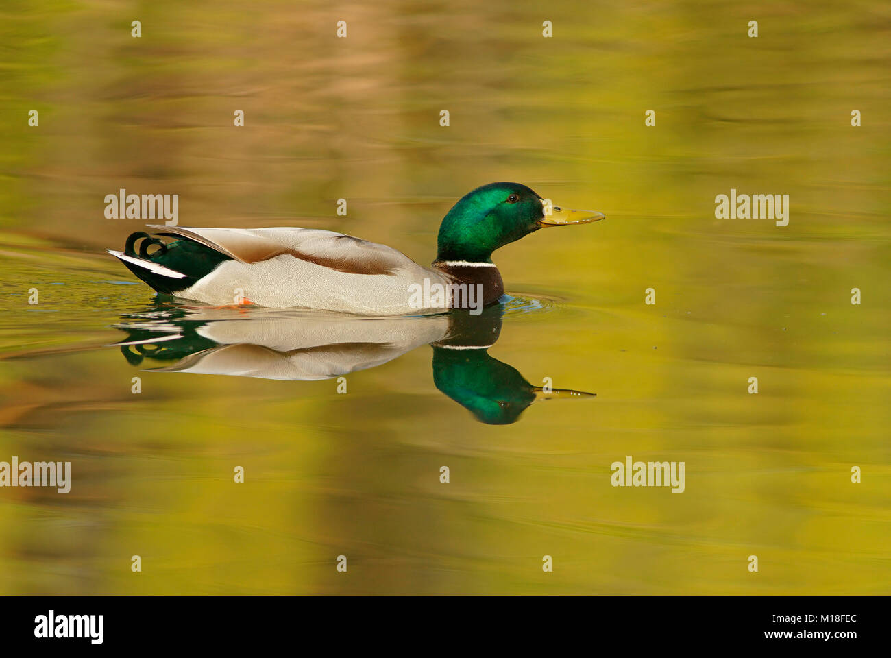 Le Canard colvert (Anas platyrhynchos) dans l'eau,mâle,Allemagne,agressive,Hesse Banque D'Images