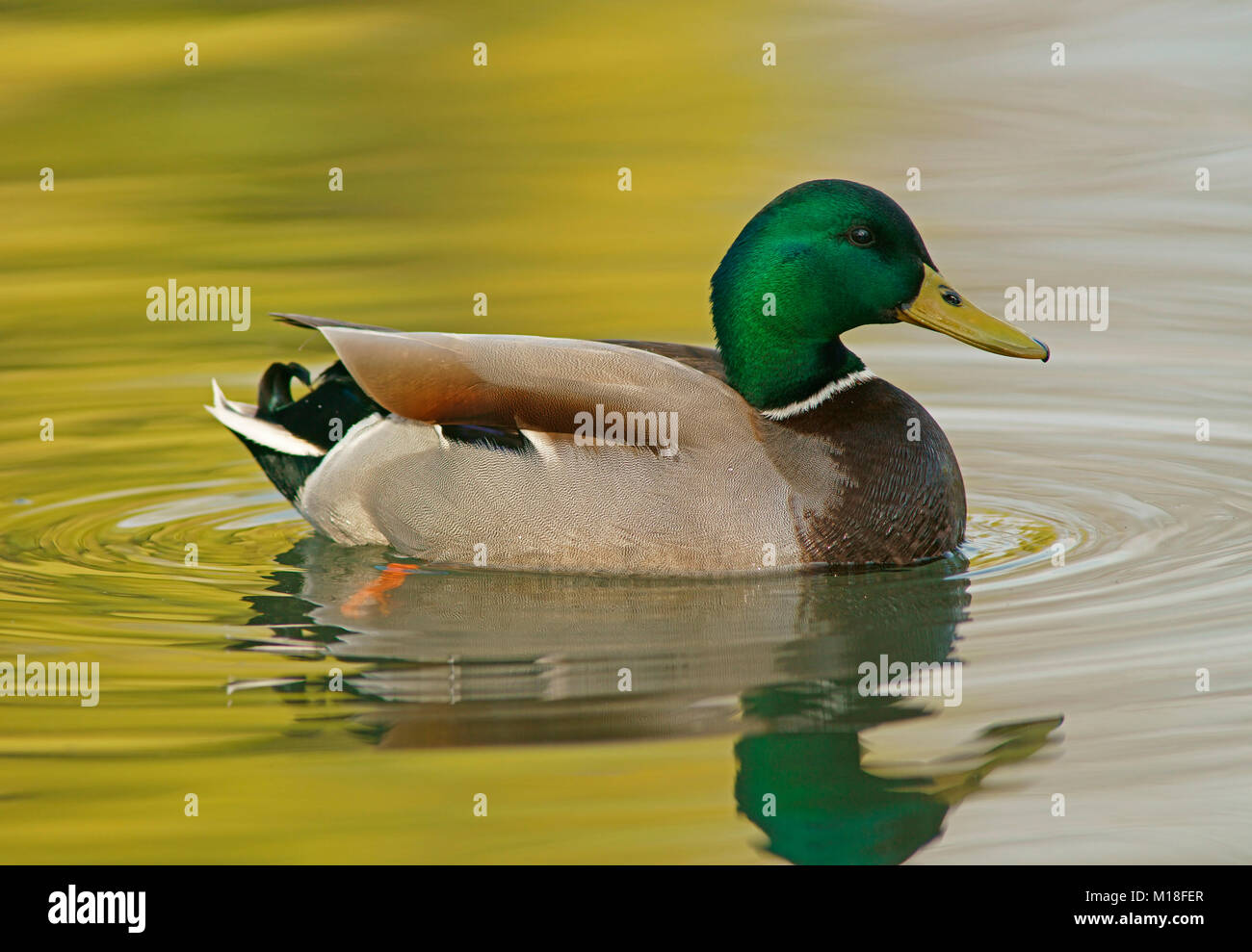 Le Canard colvert (Anas platyrhynchos) dans l'eau,Mâle, Hesse, Allemagne Banque D'Images
