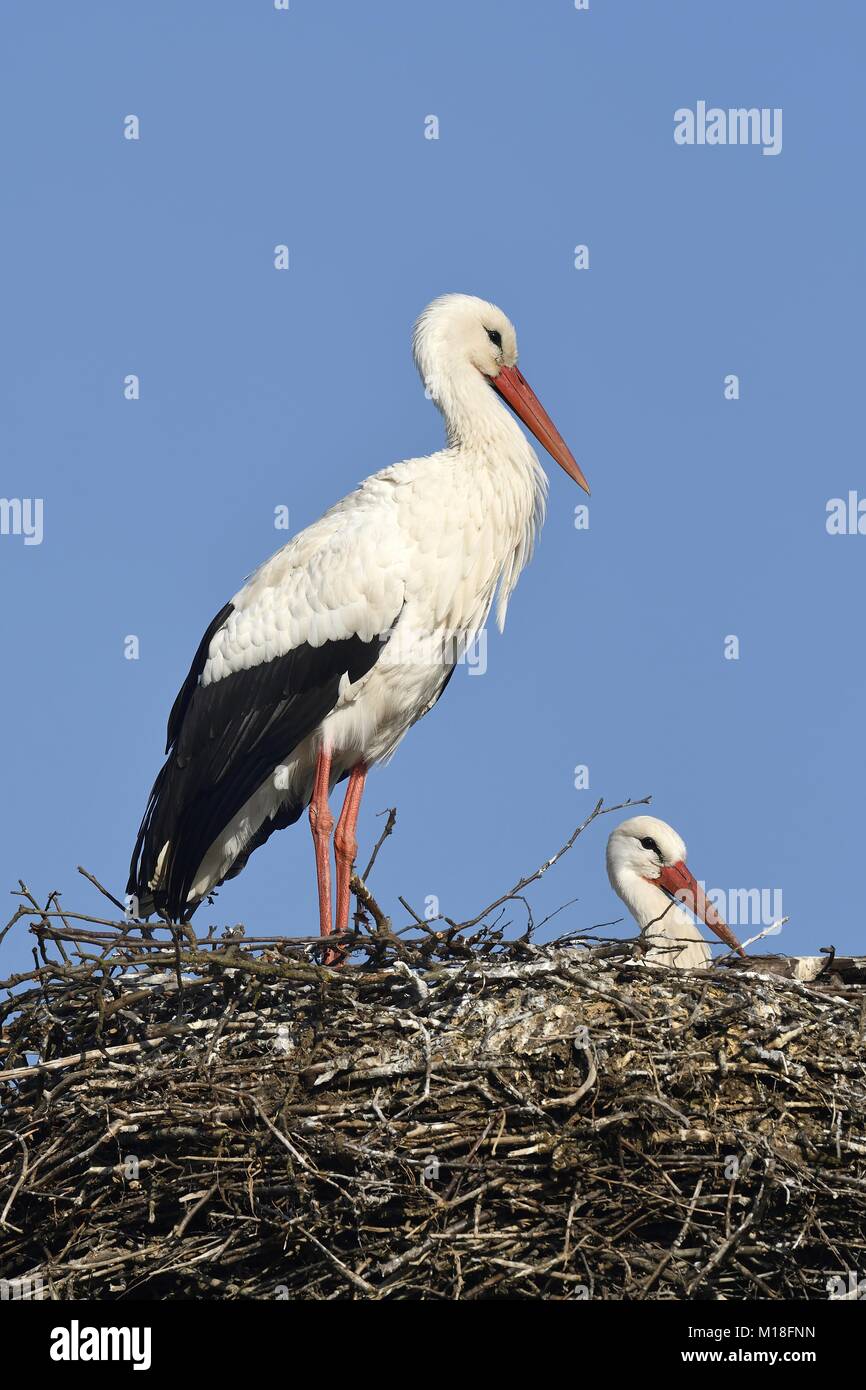 Cigognes blanches (Ciconia ciconia),couple on aerie, Canton de Zurich, Suisse Banque D'Images
