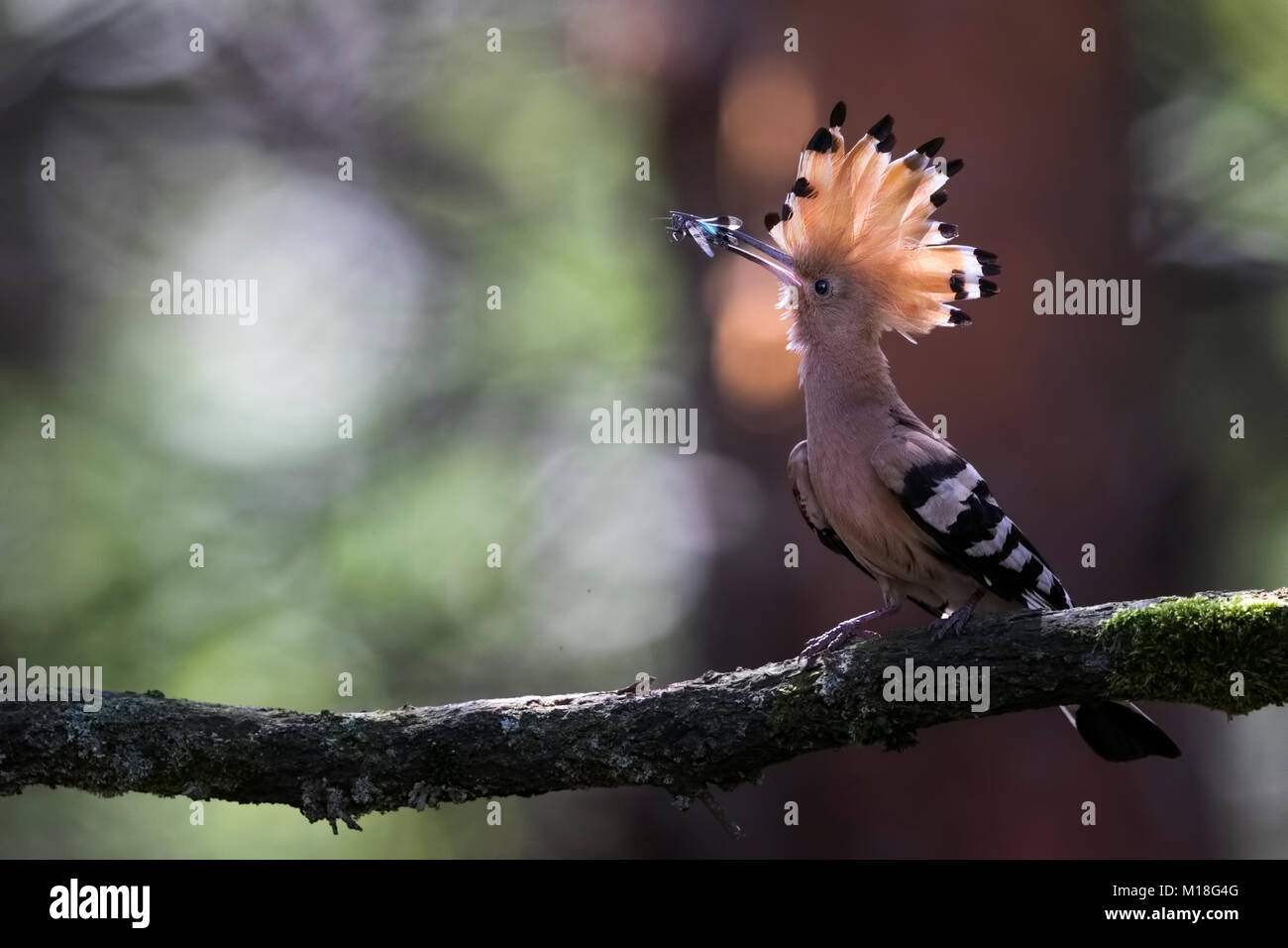 Huppe fasciée (Upupa epops) avec blue-winged grasshopper sauvage que l'alimentation sur la Réserve de biosphère Mittelelbe,direction,Saxe-Anhalt Banque D'Images