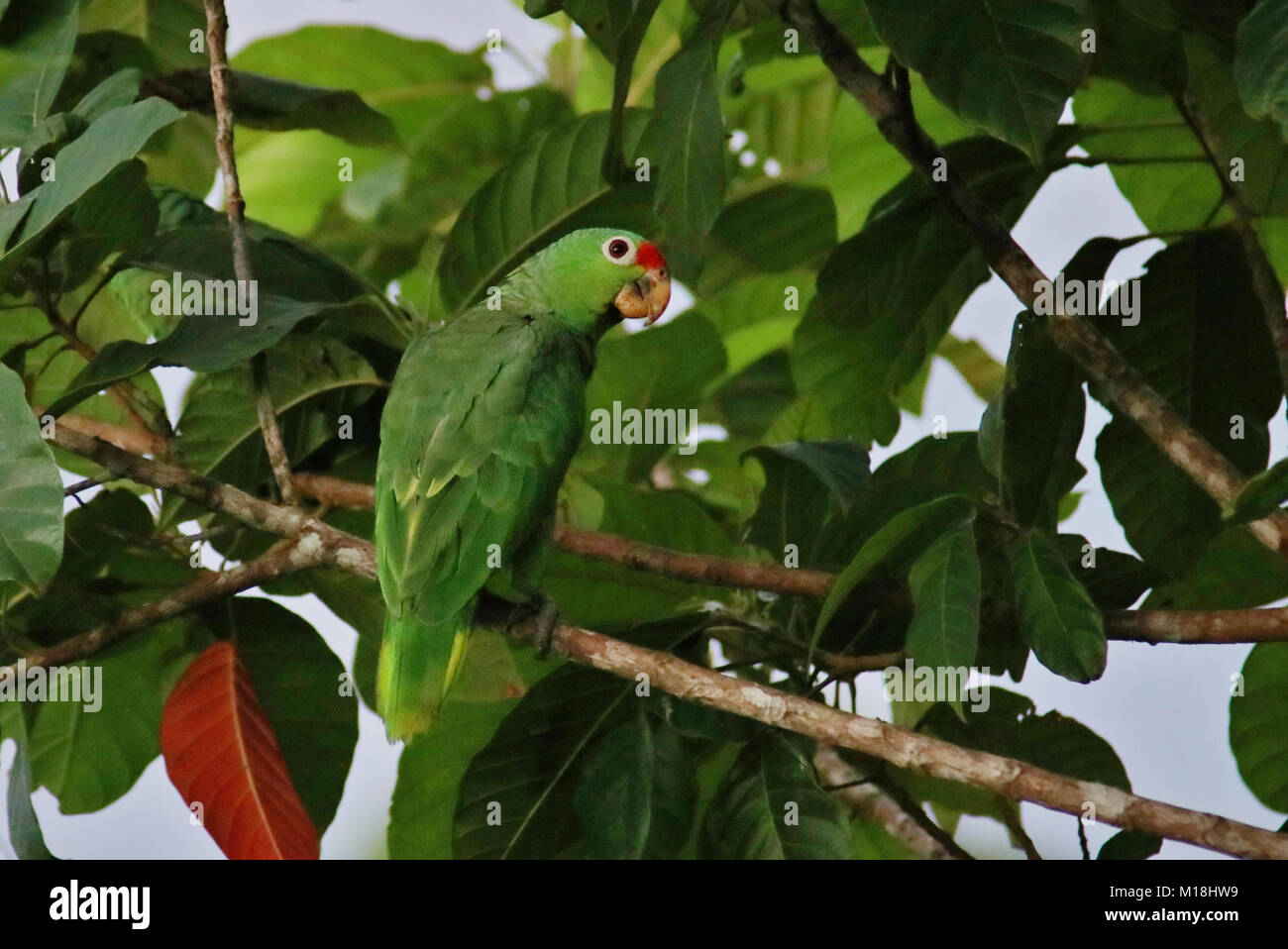 Red Lored Amazon (Amazona autumnalis) perché sur une branche dans la soirée à Drake Bay, dans le sud du Costa Rica. Banque D'Images