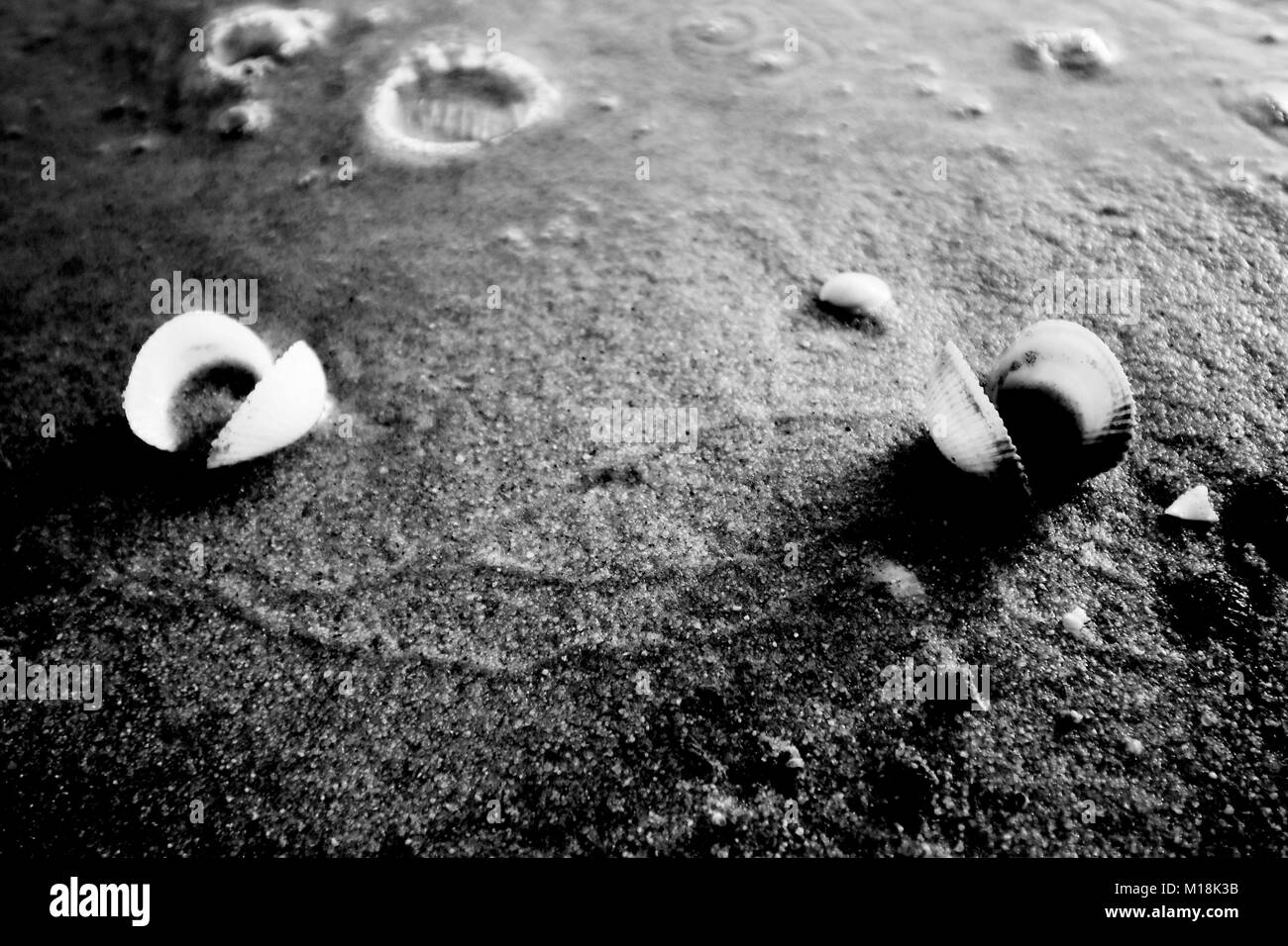 Les coquillages, et elle la vie sur la plage de sable à l'heure du coucher de soleil. Banque D'Images