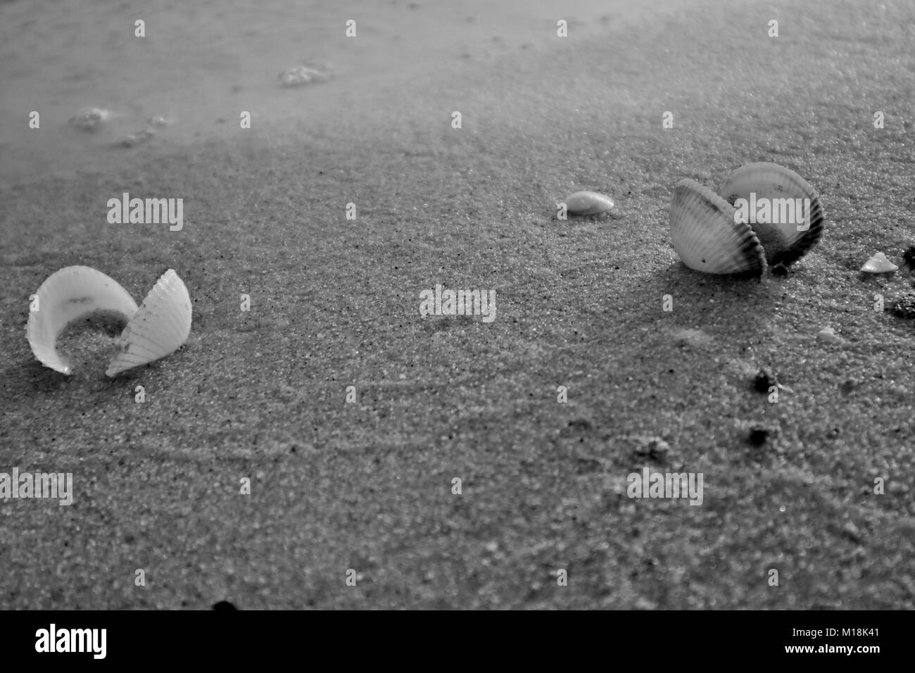 Les coquillages, et elle la vie sur la plage de sable à l'heure du coucher de soleil. Banque D'Images