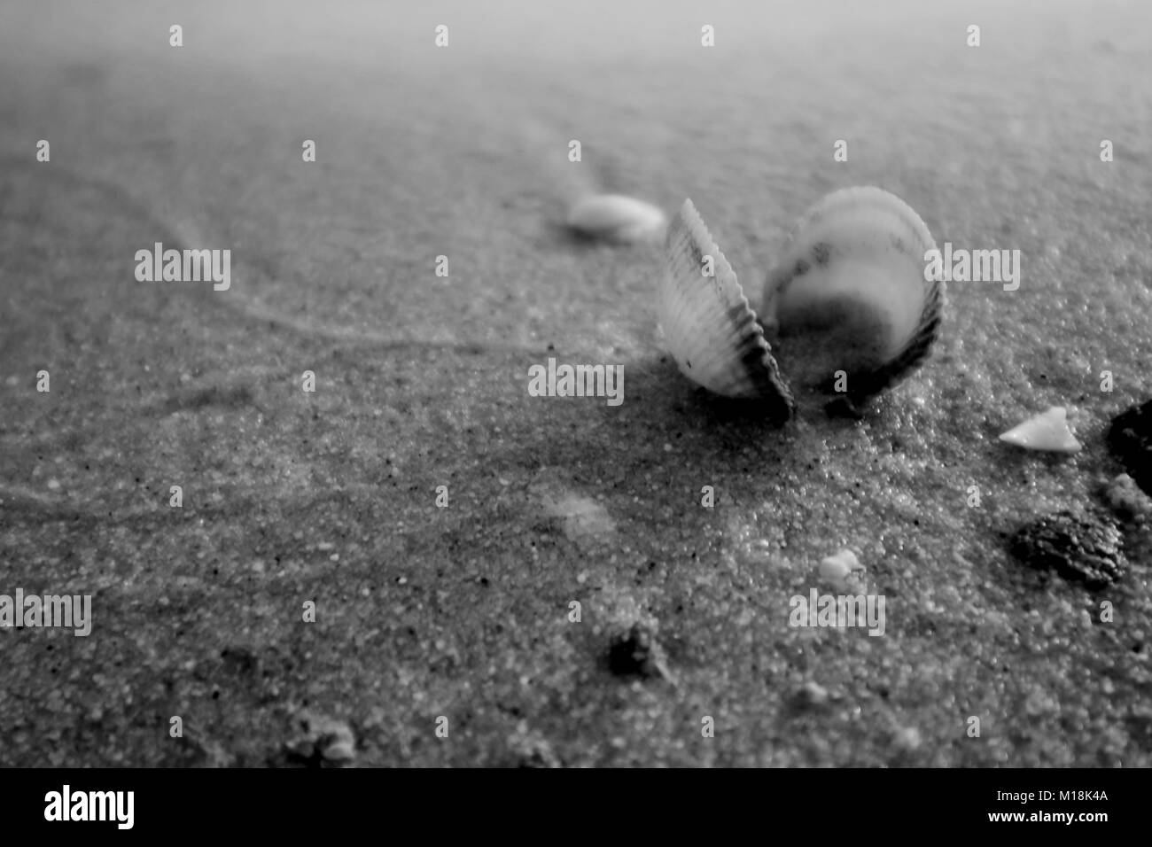 Les coquillages, et elle la vie sur la plage de sable à l'heure du coucher de soleil. Banque D'Images