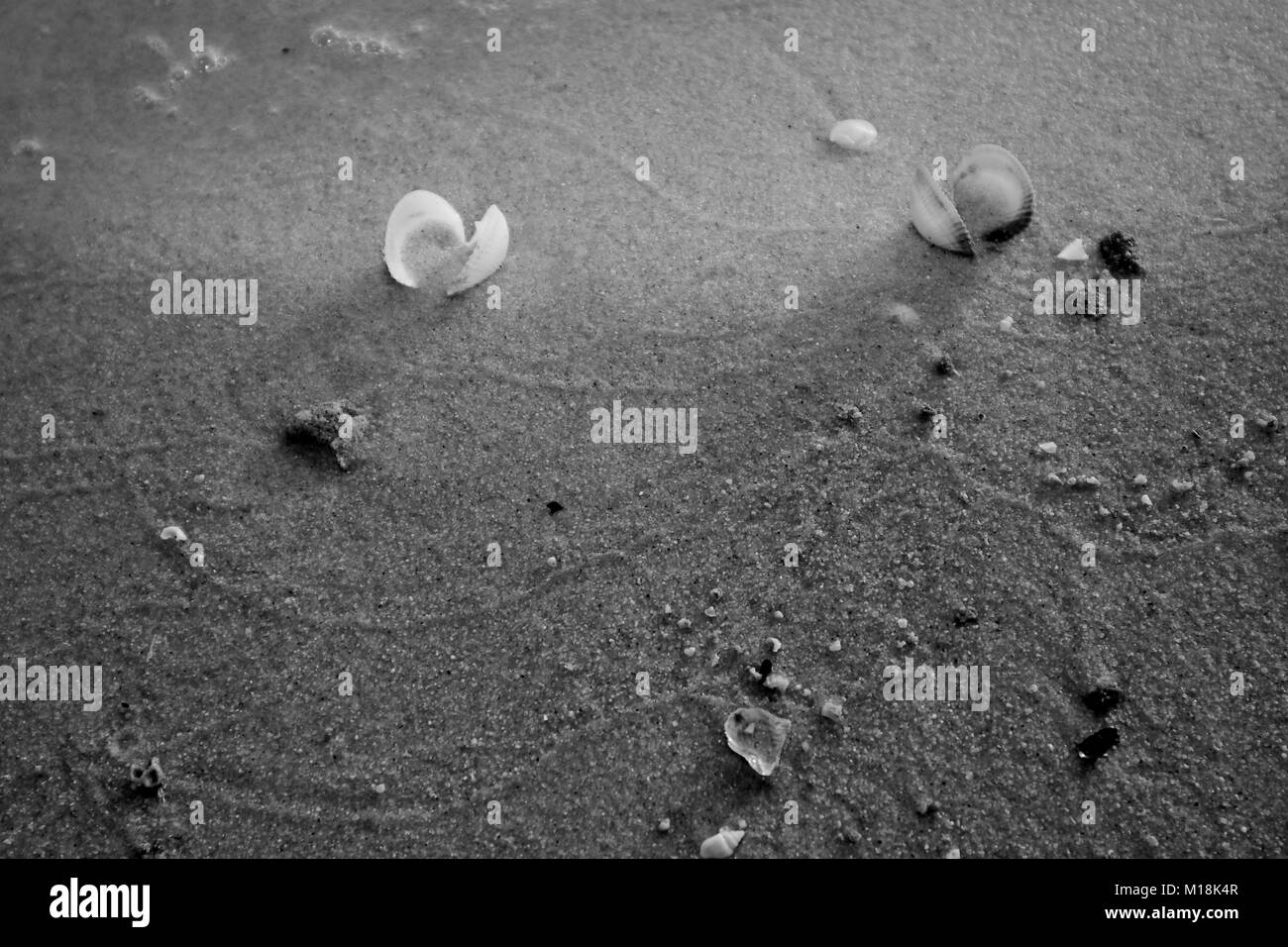 Les coquillages, et elle la vie sur la plage de sable à l'heure du coucher de soleil. Banque D'Images