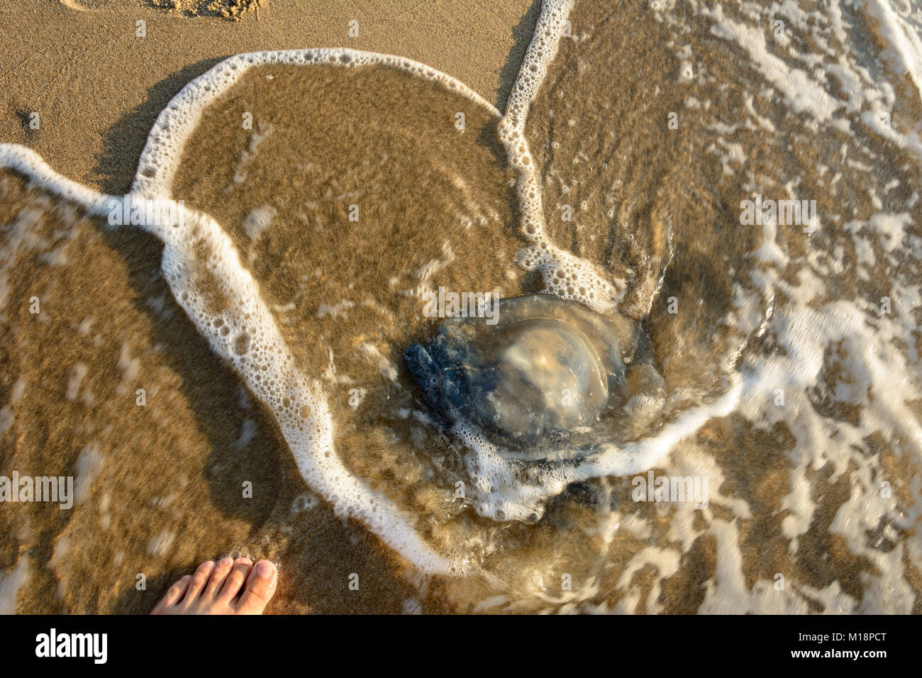 Surtout le matin sur la côte d'Odessa vous pouvez voir beaucoup de méduses, jeté dans la mer d'écoulement Banque D'Images