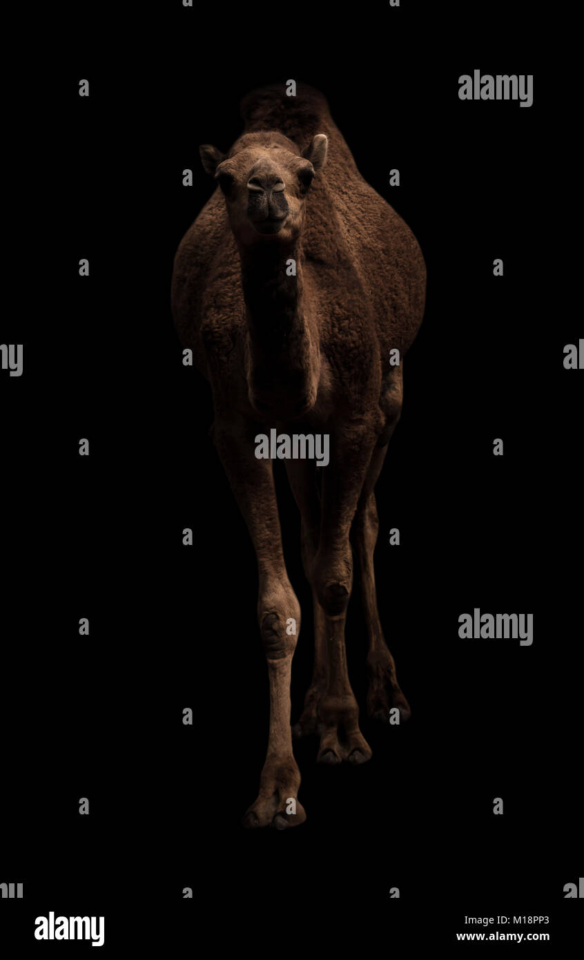 Le dromadaire ou chameau d'arabie debout dans l'obscurité Banque D'Images