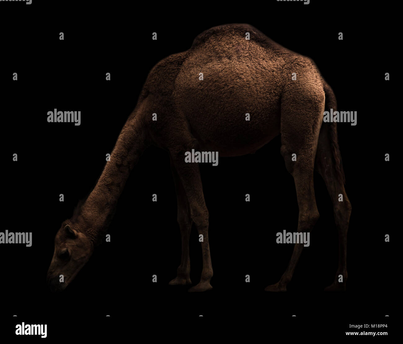Le dromadaire ou chameau d'arabie debout dans l'obscurité Banque D'Images