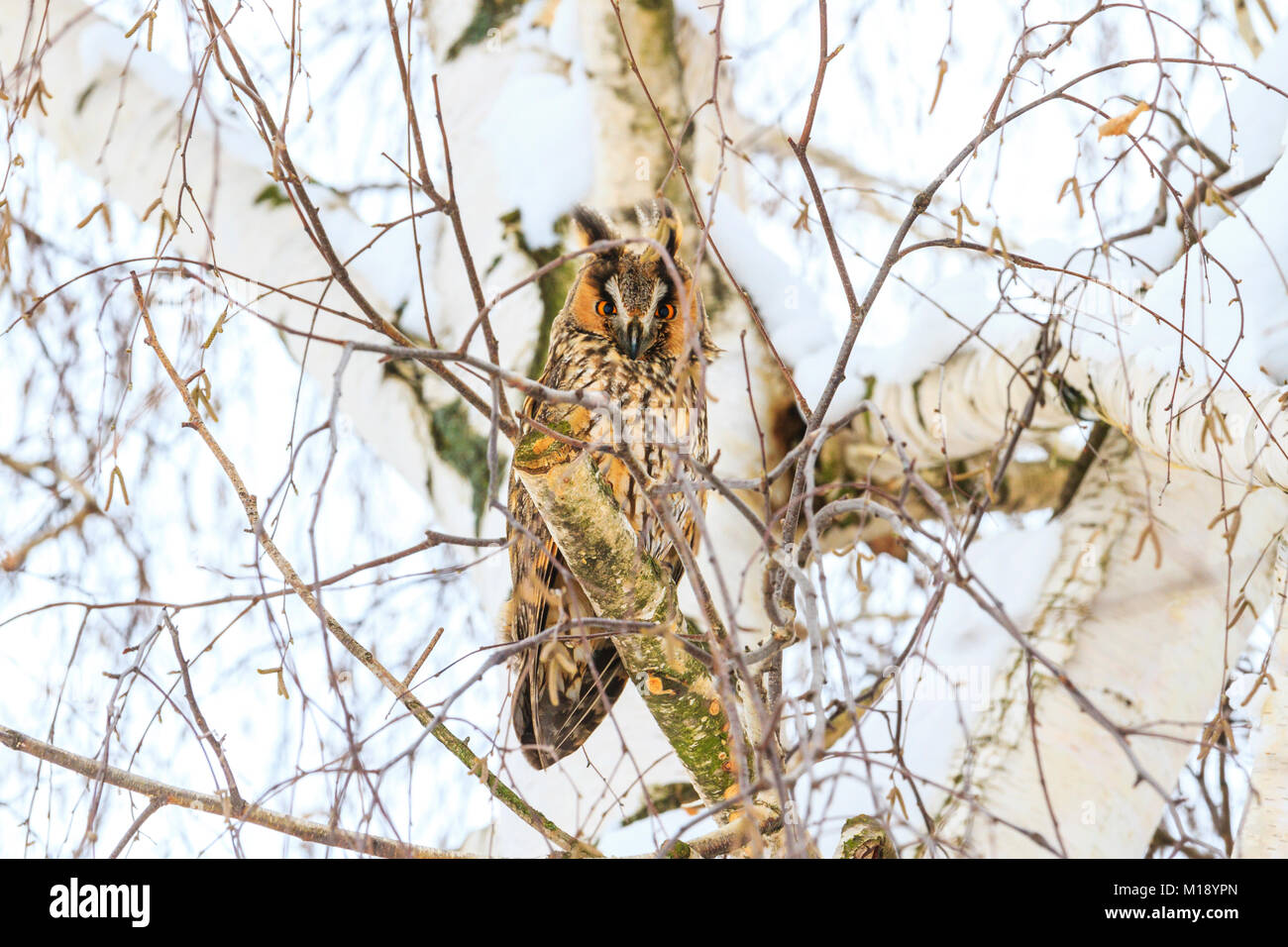 Owl sur l'arrière-plan de bouleau Banque D'Images