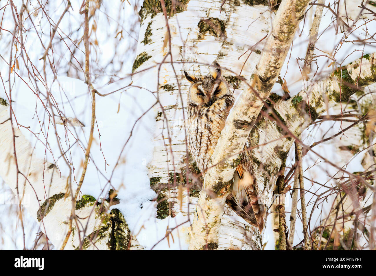 Chouette mimétisme sur l'arrière-plan de bouleau Banque D'Images