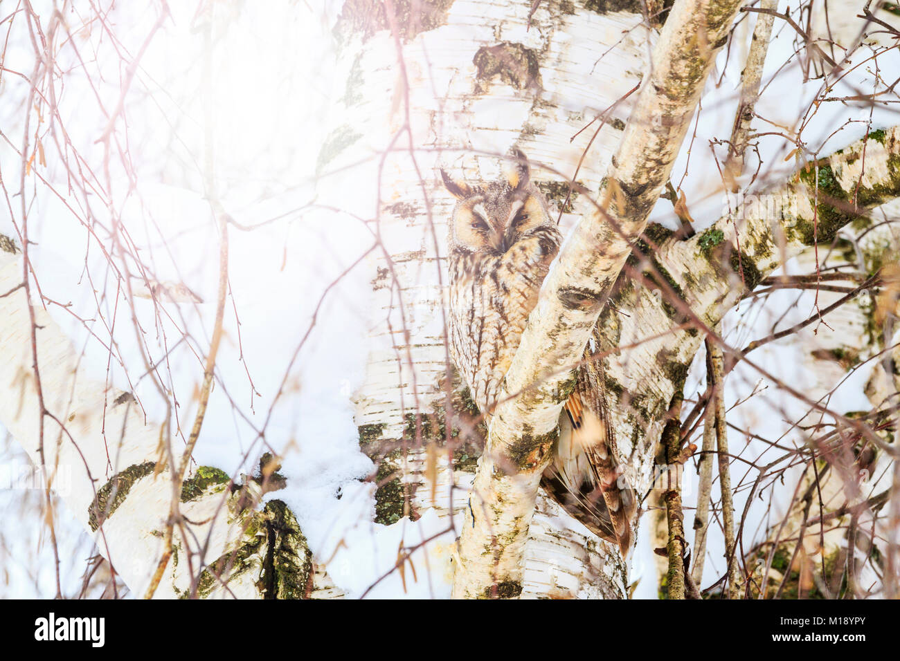 Chouette mimétisme sur l'arrière-plan de bouleau sur sunny day Banque D'Images