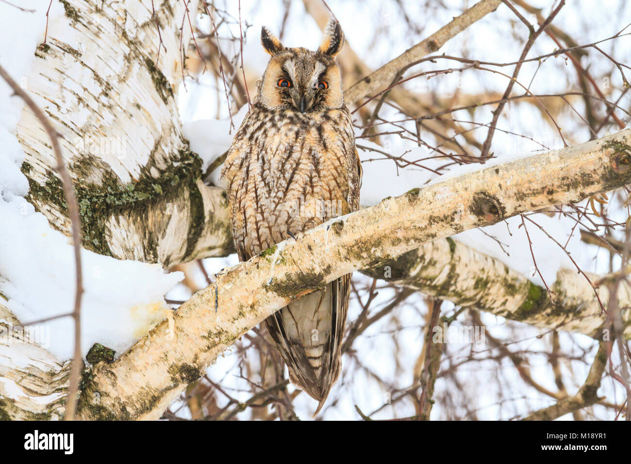 Oiseaux prédateurs nuit assis dans un arbre Banque D'Images