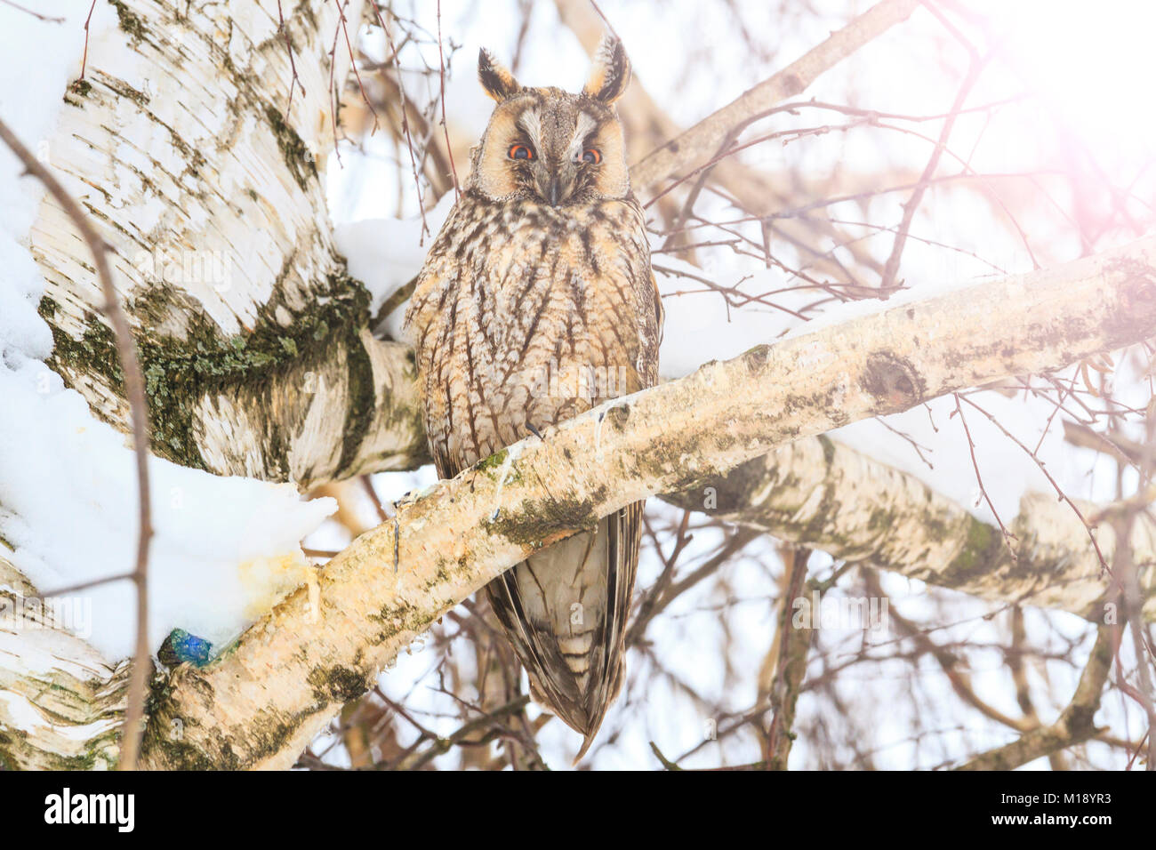 Oiseaux prédateurs nuit assis dans un arbre en une journée d'hiver Banque D'Images