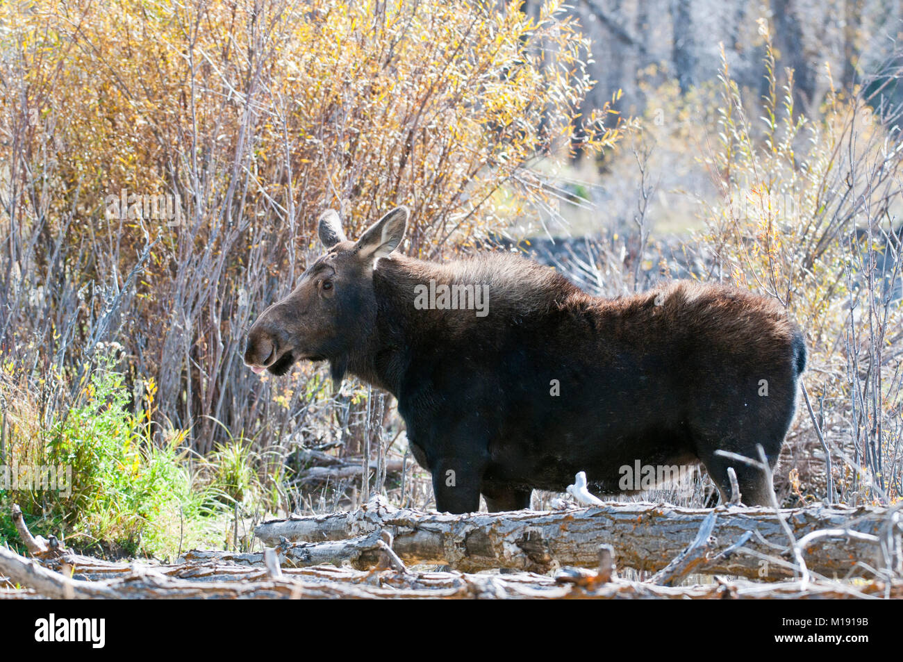 La femelle orignal Shiras dans Parc National de Grand Teton, Wyoming Banque D'Images