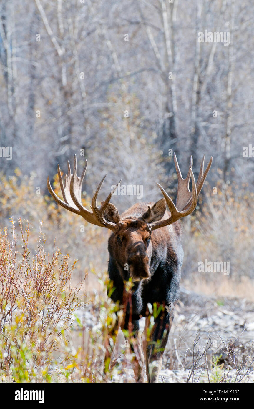 Bull trophée orignal (Alces alces) au Parc National de Grand Teton, Wyoming Banque D'Images Bull trophée orignal (Alces alces) au Parc National de Grand Teton, Wyoming Banque D'Images