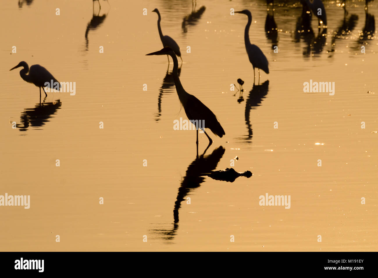 Reflète sur l'eau des oiseaux, du Pantanal au Brésil. La faune du Brésil. Silhouette d'oiseaux. Banque D'Images