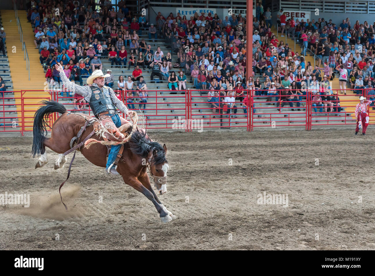 L'homme cheval manèges durant la selle à la 90e compétition monte de Williams Lake Stampede, l'un des plus grands mouvements de panique en Amérique du Nord Banque D'Images