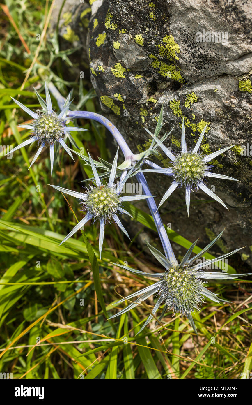 Eryngium Alpinum 'Superbum' mer Alpine Holly en fleur, la Vallée d'Ordesa. Parc National d'Ordesa Pyrénées ; ; ; Huesca Aragon Espagne ; Banque D'Images