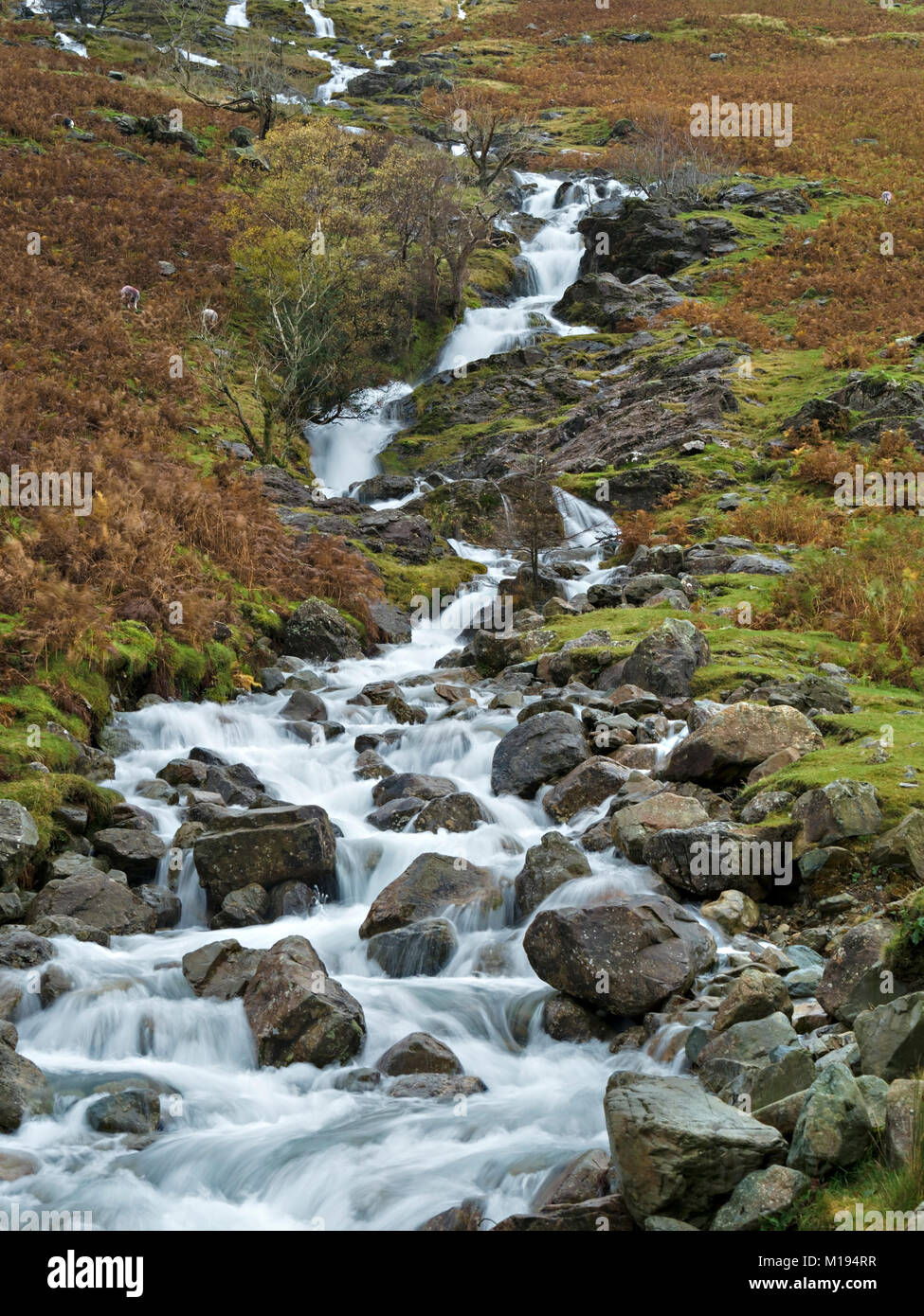 Tumbling ruisseau de montagne, peigne Beck, Buttermere, Lake District, Cumbria, Royaume-Uni Banque D'Images