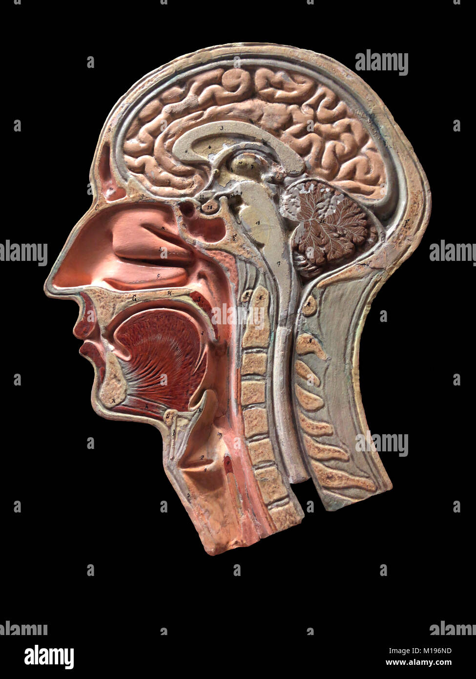 Un modèle d'anatomie vintage la tête humaine. Cette section de plâtre à la main date de vers 1860. Banque D'Images