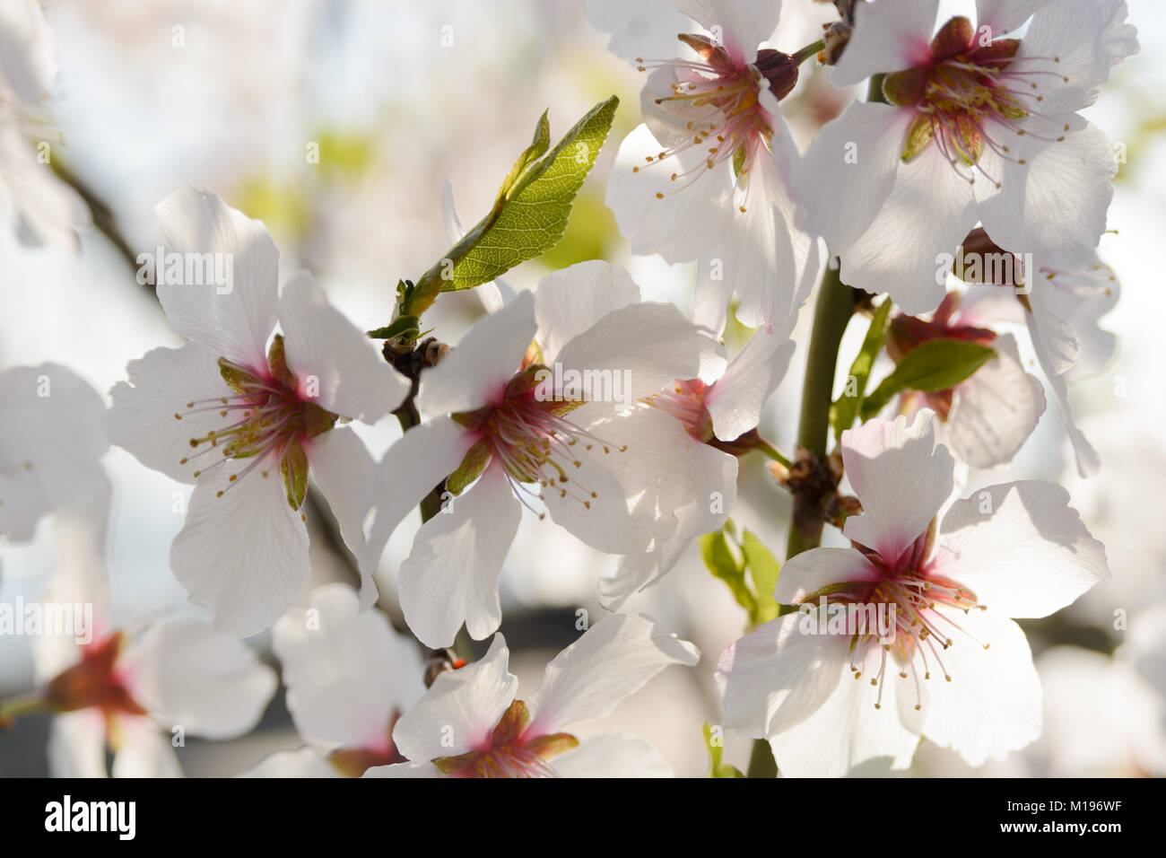 Floraison blanc frais gros plan fleurs de cerisier Banque D'Images