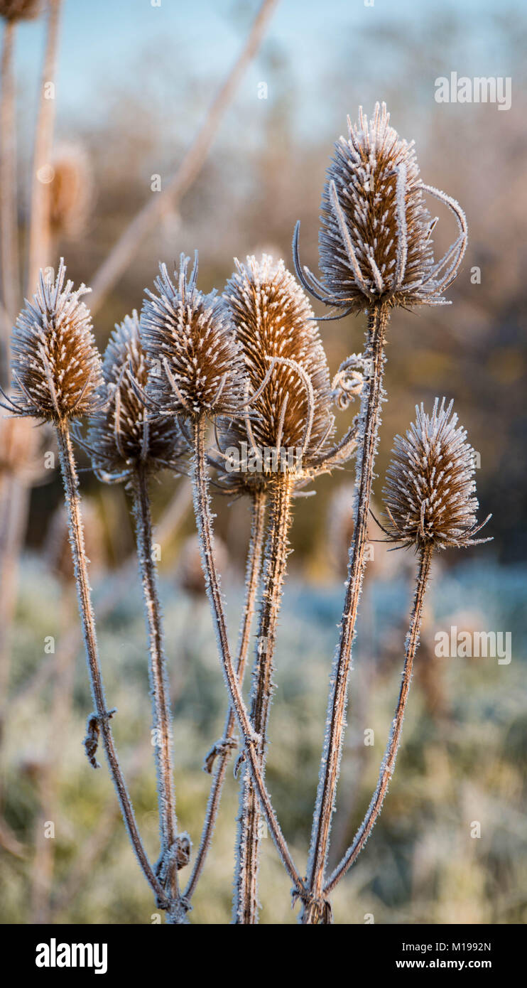 Un matin glacial dans Amberley Sussex de l'Ouest Banque D'Images