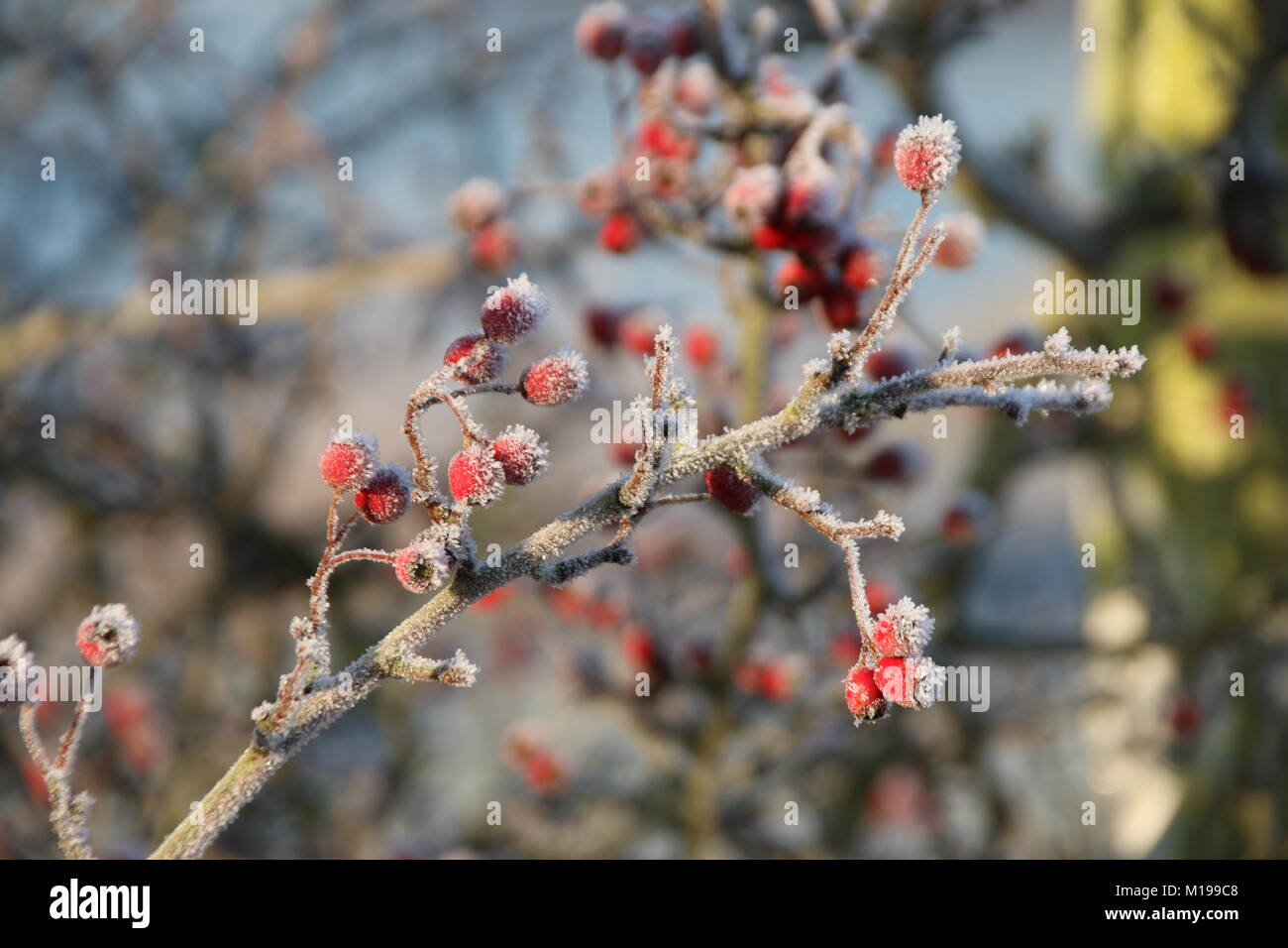 Un matin glacial dans Amberley Sussex de l'Ouest Banque D'Images