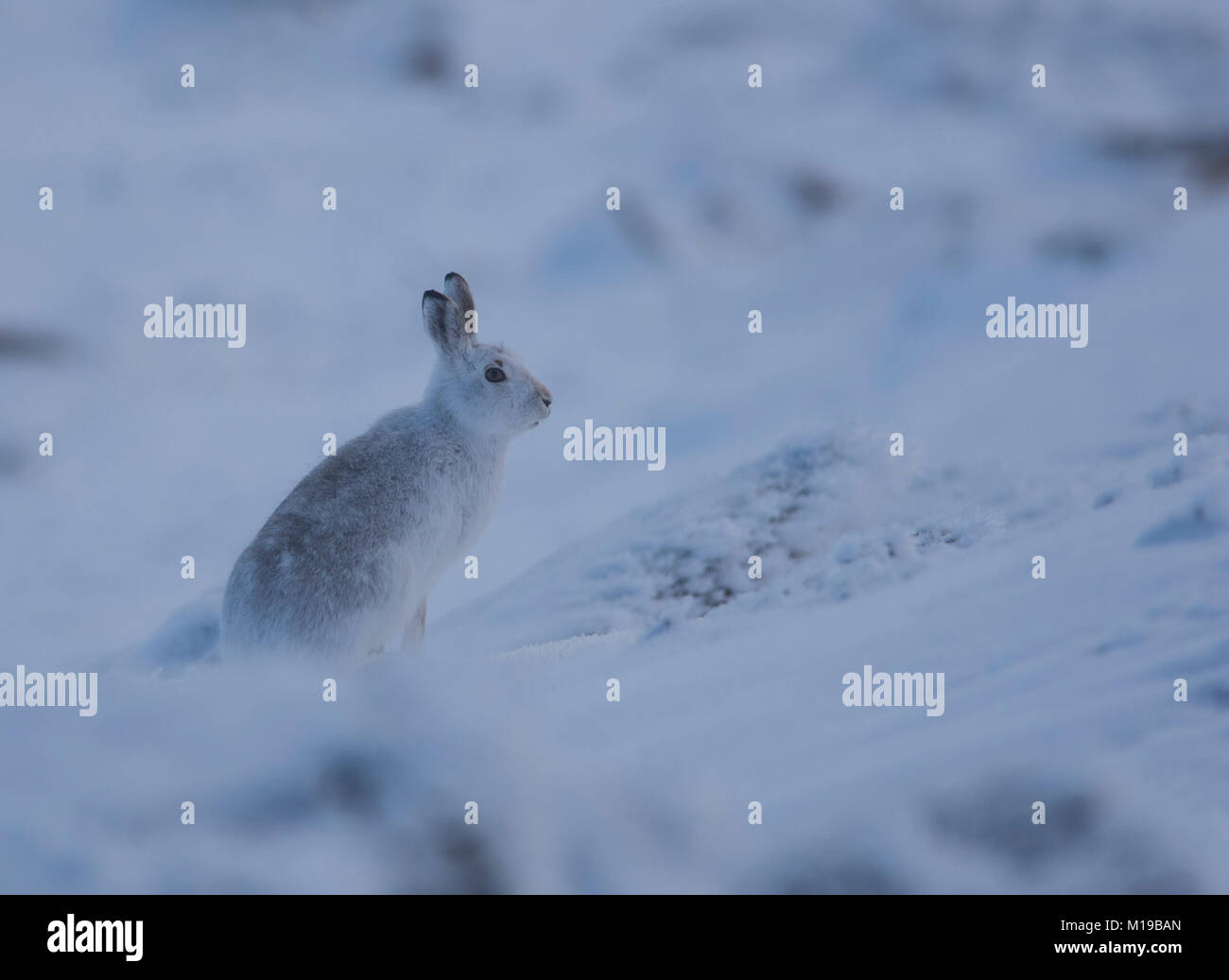Lièvre Lepus timidus dans son manteau blanc d'hiver dans la neige sur une montagne écossaise. Banque D'Images