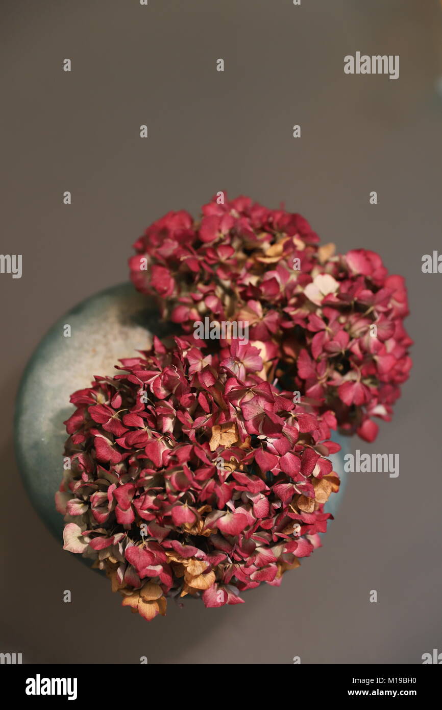 Hortensia rouge séché des fleurs dans un vase vert vitreux sur un socle de verre. Banque D'Images