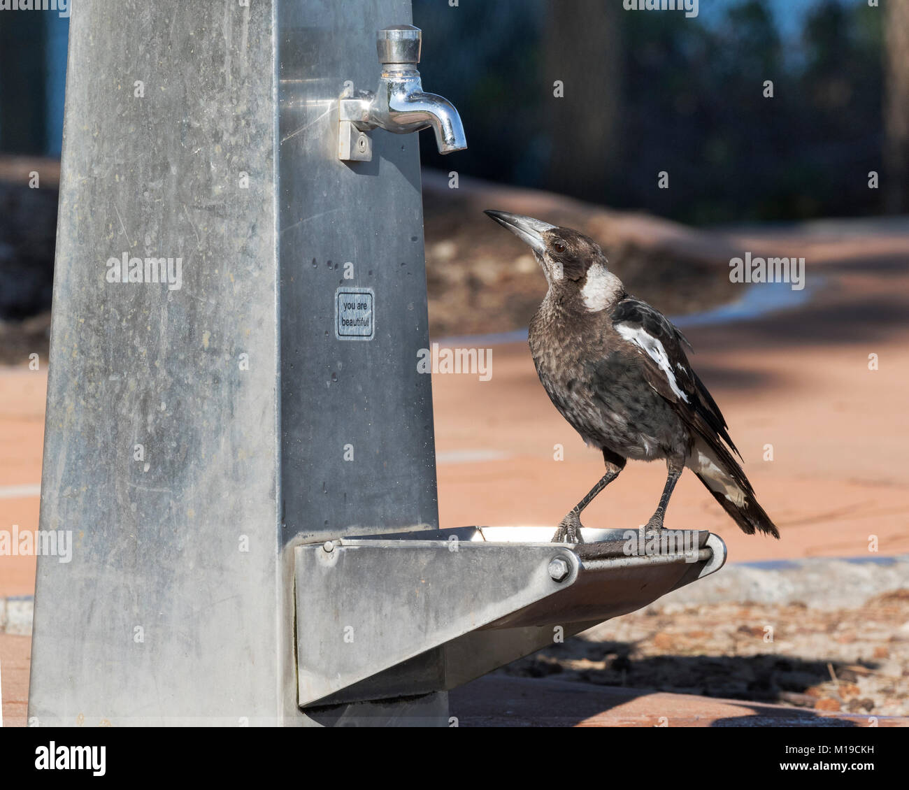 Un Cassican Flûteur (Cracticus tibicen) boire à un robinet à Neil Hawkins Parc, Lac Joondalup, Yellagonga Regional Park, Perth, Australie W. Banque D'Images