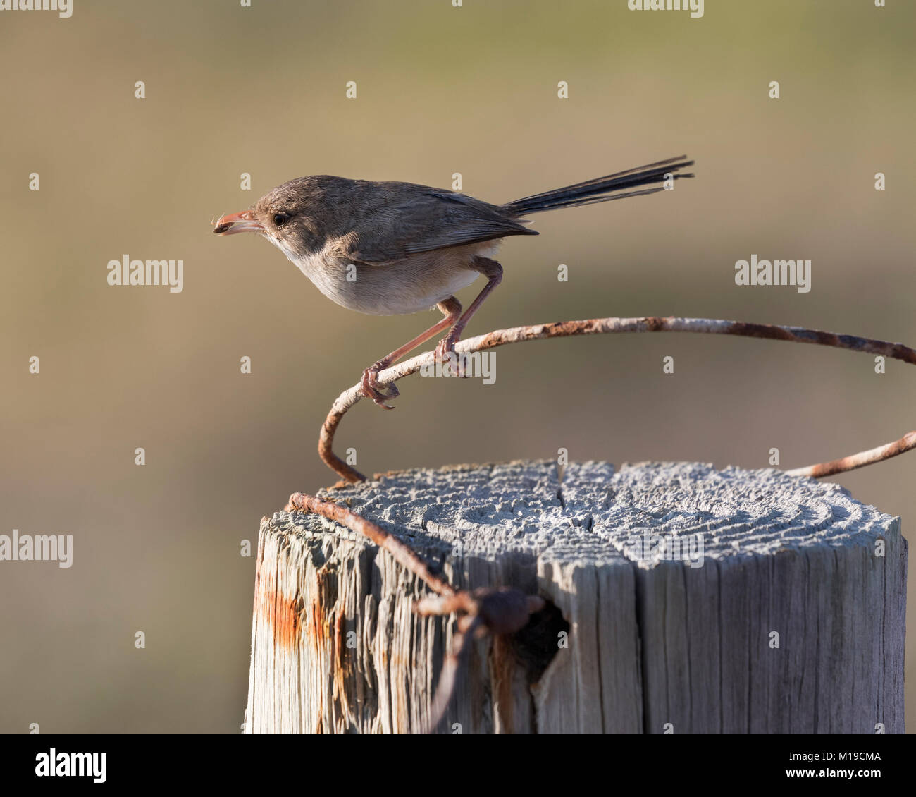 Une femelle White-winged Fairy-Wren (Malurus leucopterus) à côté du chemin côtier Iluka, brûlures, Perth, Australie occidentale Banque D'Images