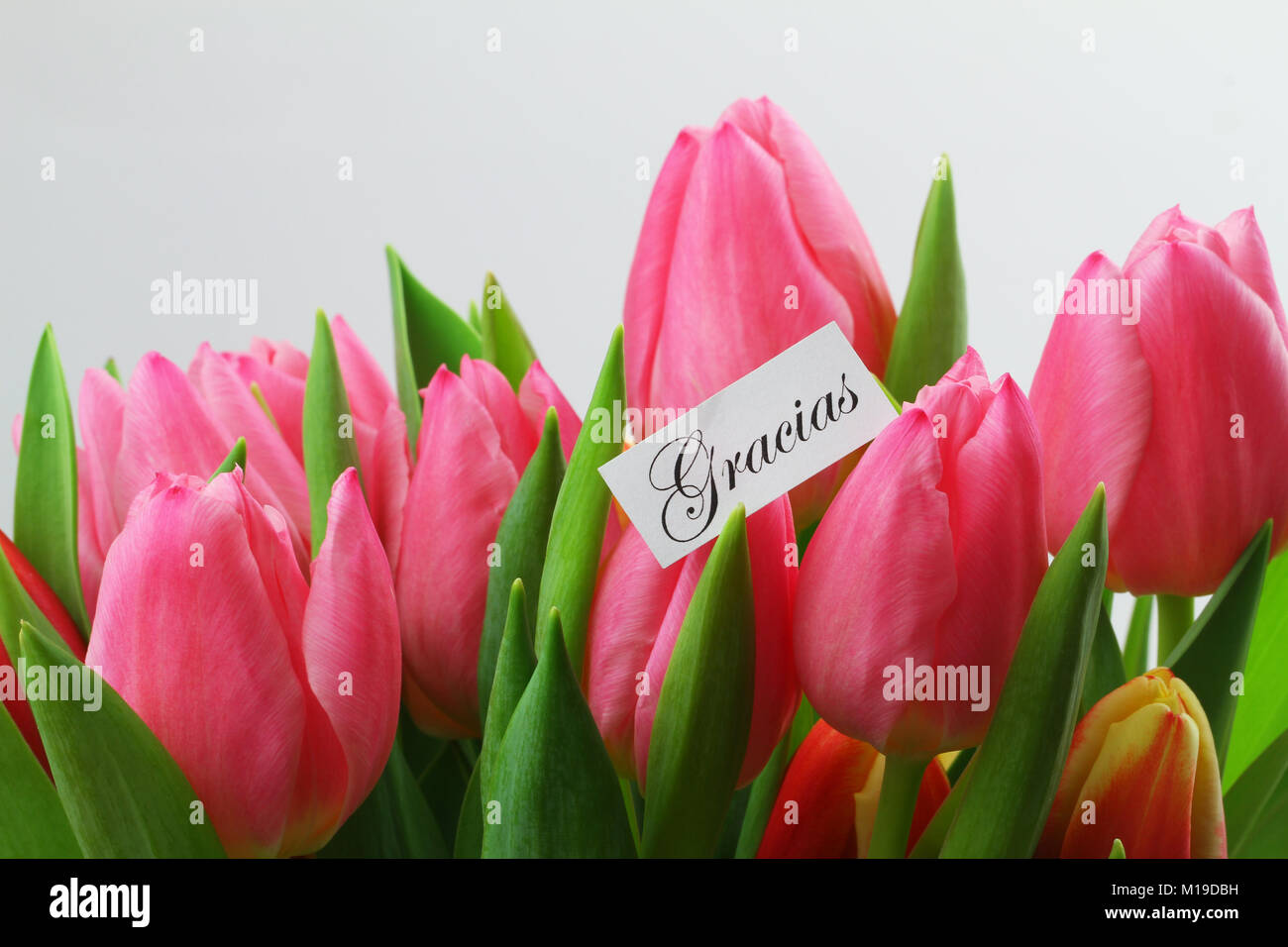 Gracias (merci en espagnol) carte avec des tulipes roses Banque D'Images