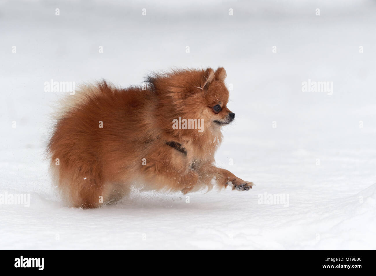 Spitz Pomeranian Bebe Jouant En Hiver Jour Photo Stock Alamy