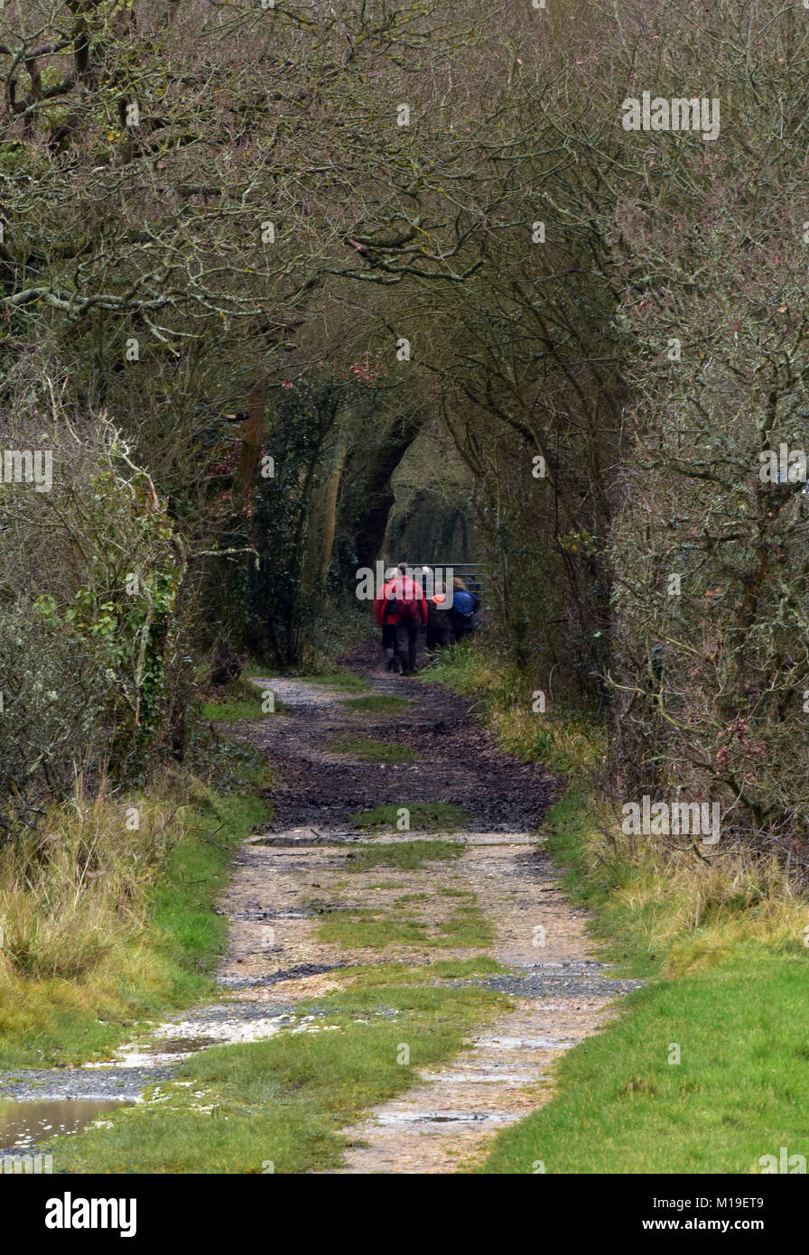 Une famille de sortir marcher dans la campagne le long d'un chemin à travers un tunnel d'arbres avec deux voies le long d'une route ramblers. hors des portes à l'air frais. Banque D'Images