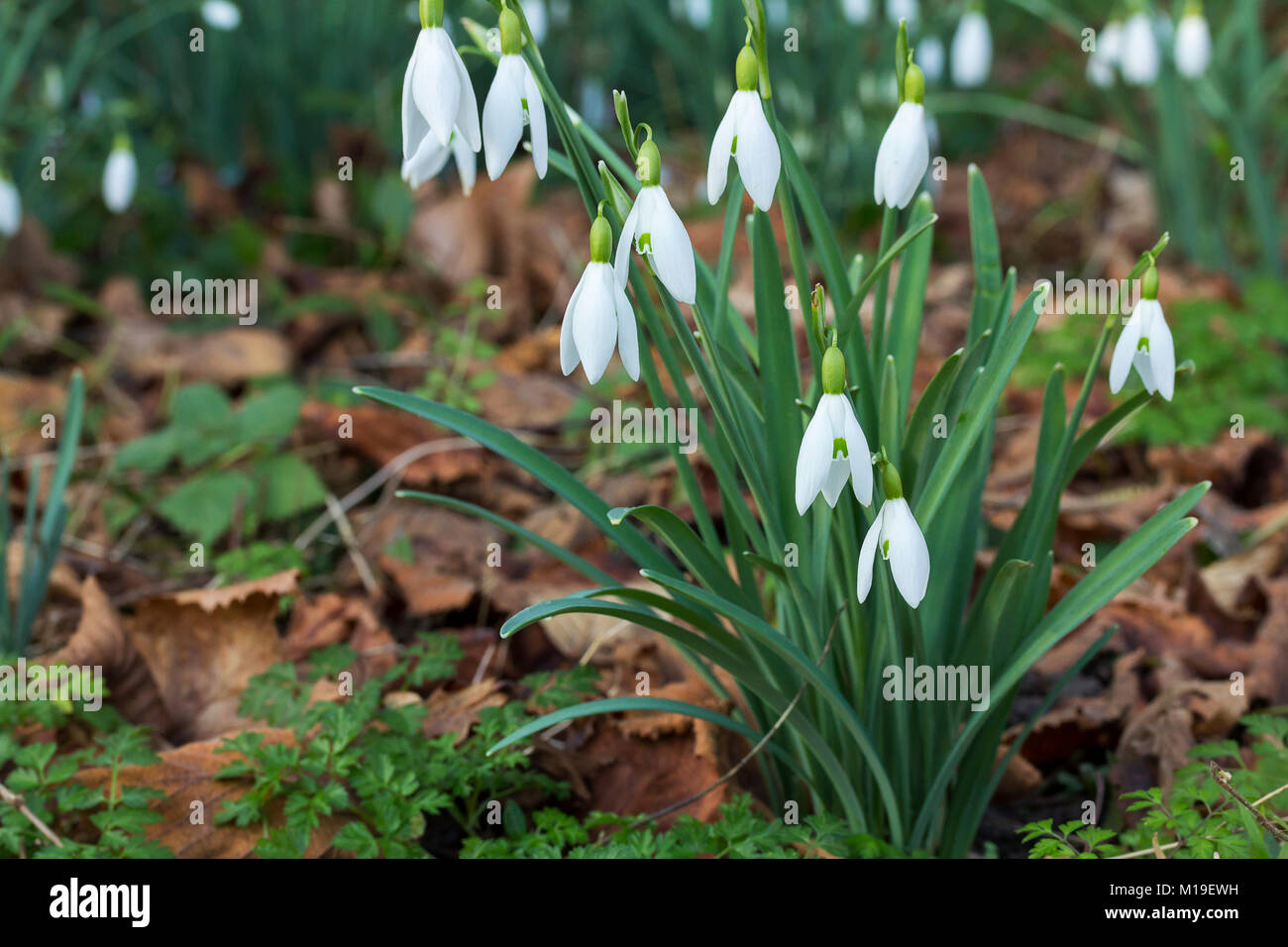 Snow Drop (Galanthus nivalis) Janvier 2018 à la réserve de faune Warnham Horsham Royaume-uni. Fleur de printemps connaissent bien les feuilles étroites basale vert gris pétales blancs Banque D'Images