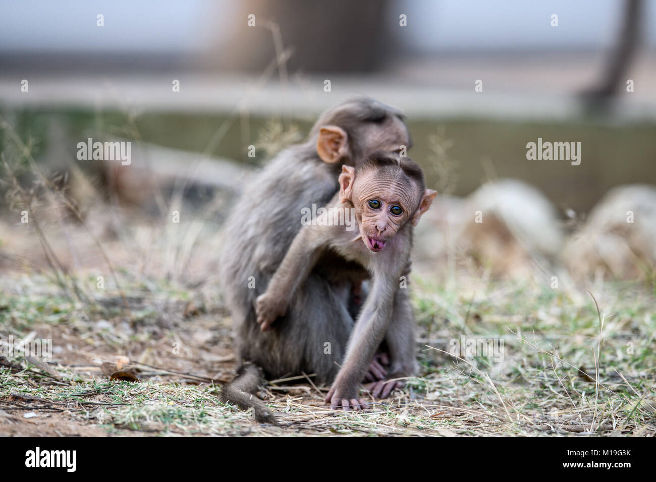 Les mères de jeunes enfants Bonnet macaque. Deux mères de jeunes enfants de Bonnet macaque. Banque D'Images