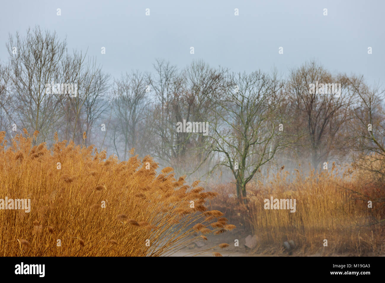 Arrière-plan de saison gris Moody - arbres dans la brume, brouillard de gouttes de pluie, la journée s'écoule la dépression de l'automne Banque D'Images