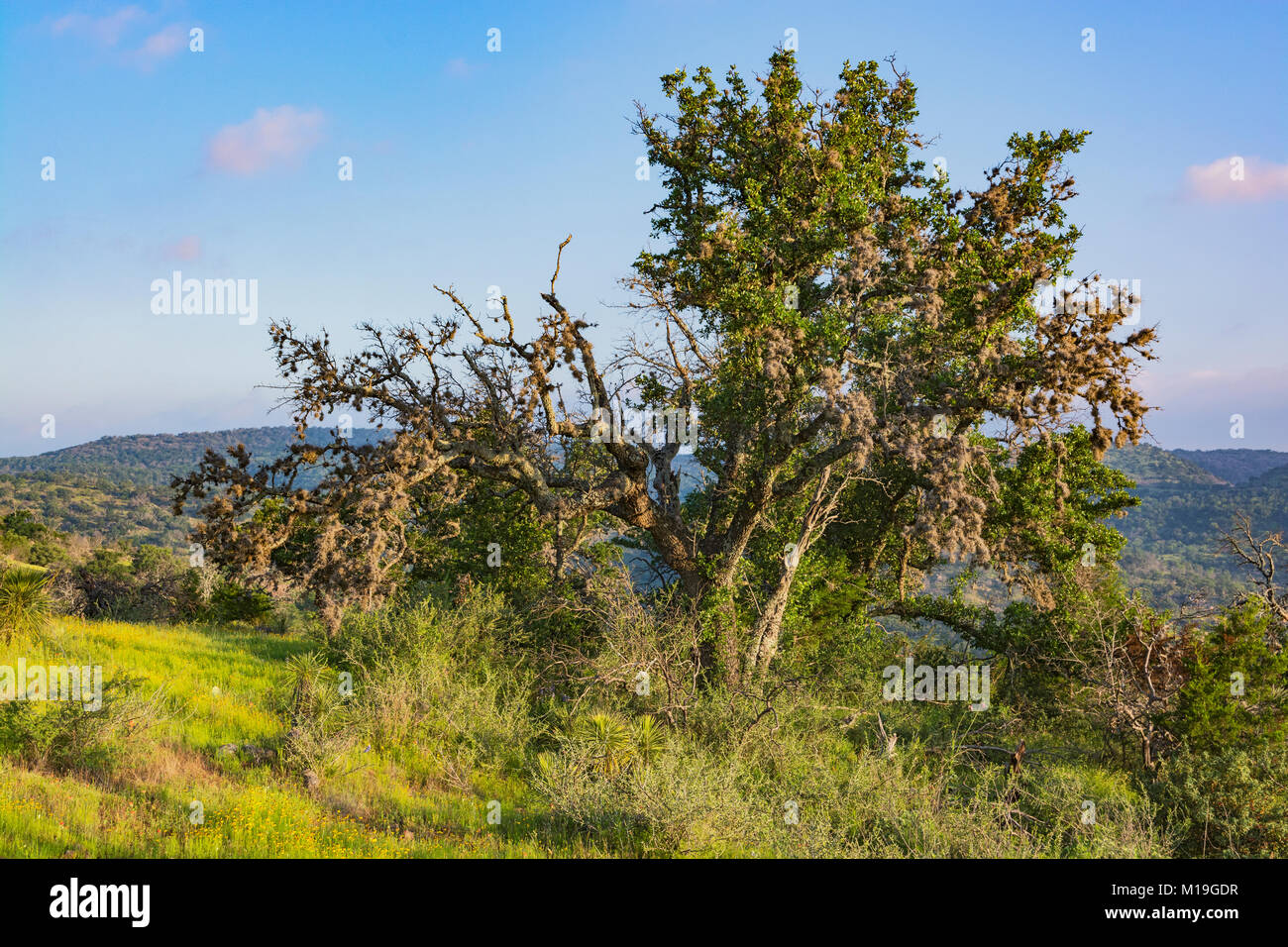 Texas Hill Country,, Gillespie Comté, vue de Willow City Loop Road Banque D'Images