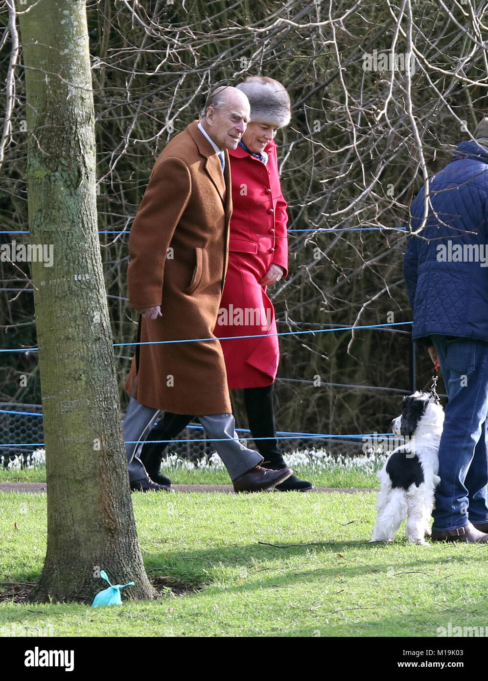 Raeren, UK. 28 janvier, 2018. Le prince Philip, duc d'Édimbourg, est inconsciente du fait que le propriétaire d'un chien (pas le propriétaire de chien chien en photo) a mis un sac vert caca derrière un arbre, sur sa façon d'assister à l'Eglise Sainte-marie Madeleine de dimanche matin, à Sandringham, Norfolk, le 28 janvier 2018 Crédit : Paul Marriott/Alamy Live News Banque D'Images