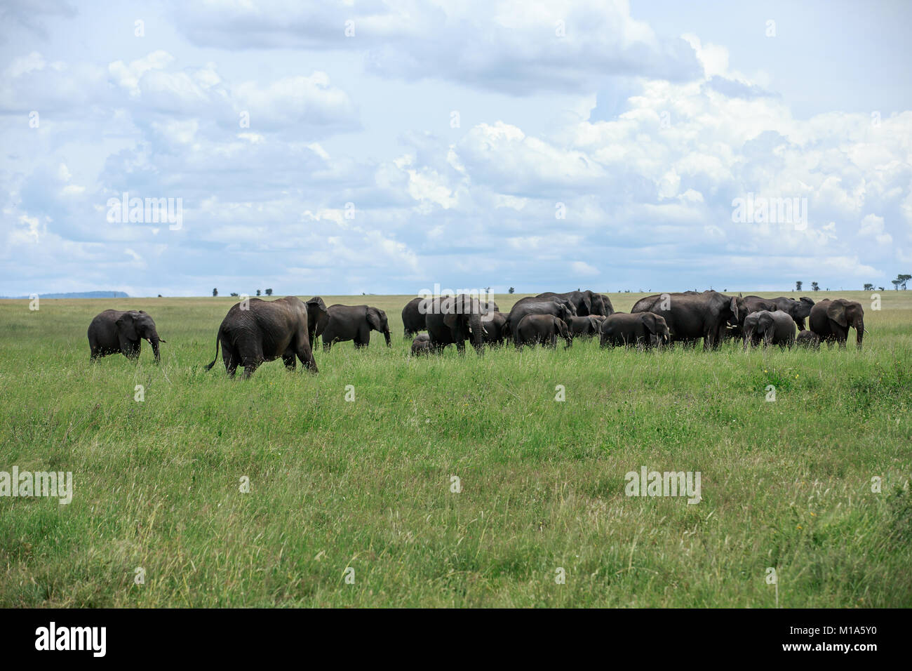 Un troupeau d'éléphants d'un pâturage dans le Serengeti, Tanzanie. Banque D'Images
