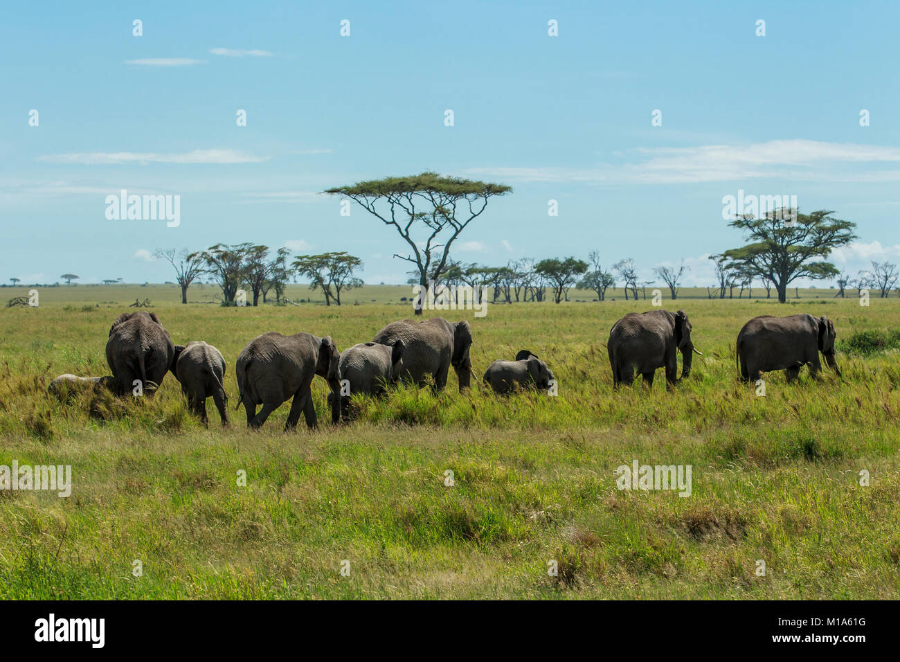 Un troupeau d'éléphants d'un pâturage dans le Serengeti, Tanzanie. Banque D'Images