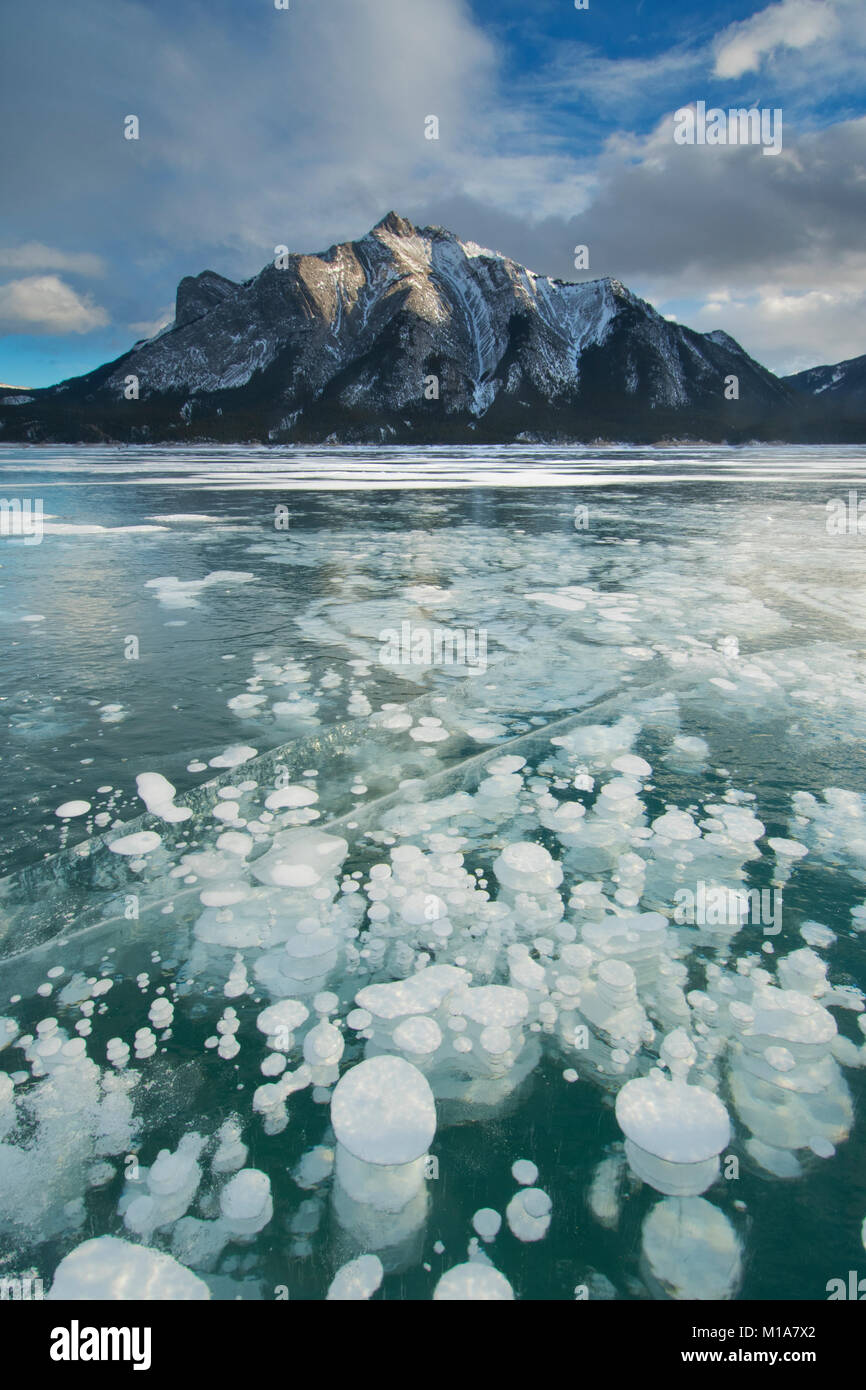 Bulles de méthane gelé, l'hiver, le lac Abraham, Rocheuses canadiennes, l'Alberta, Canada Banque D'Images