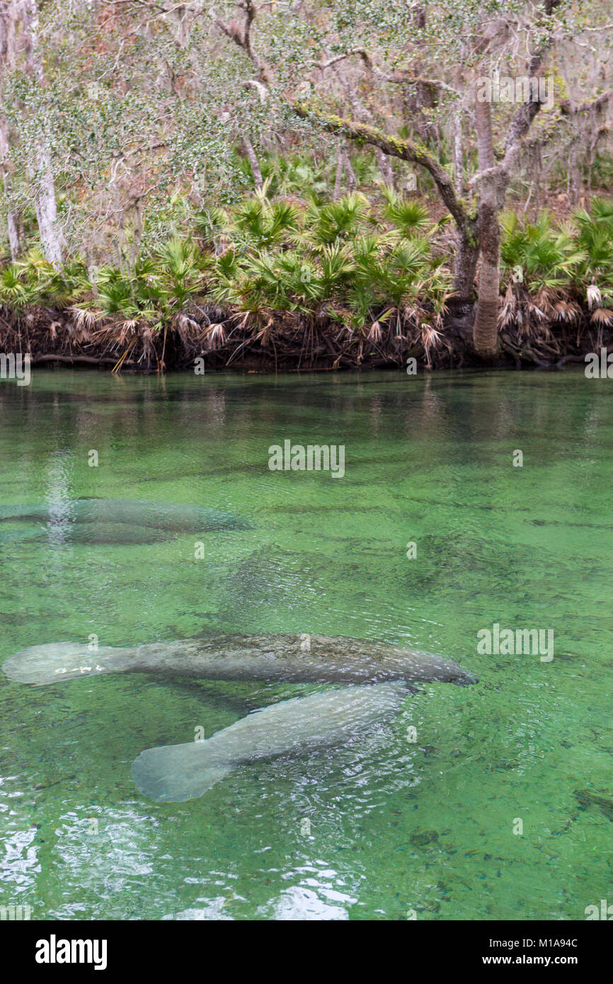 Les lamantins sont réunis au printemps pour se réchauffer par une froide journée à Blue Springs State Park, Orange City, Floride Banque D'Images