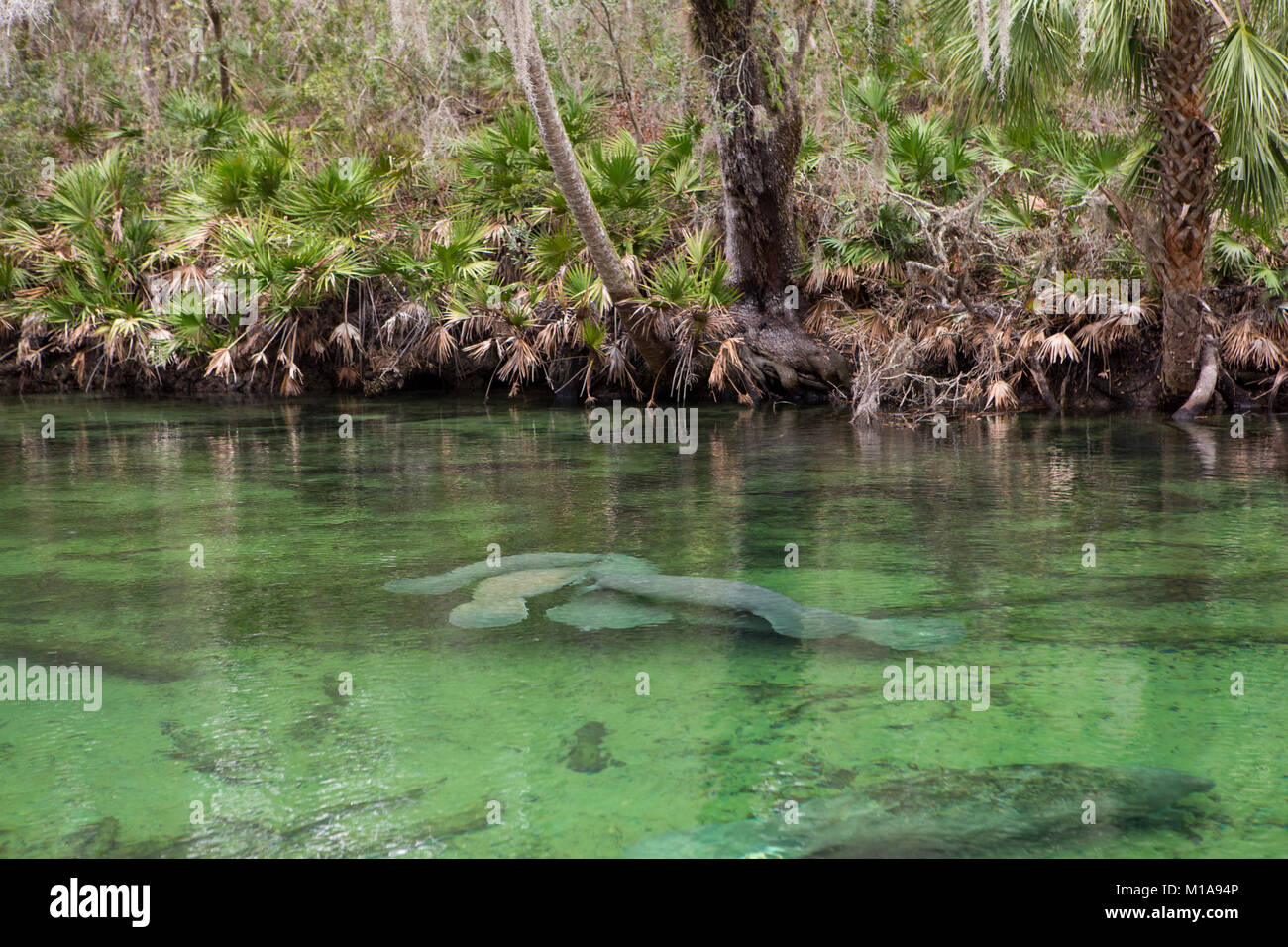 Les lamantins sont réunis au printemps pour se réchauffer par une froide journée à Blue Springs State Park, Orange City, Floride Banque D'Images