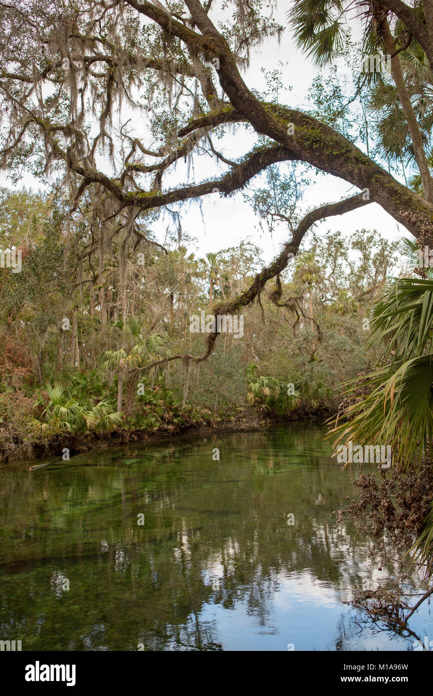 Parc d'état de Blue Springs, Orange City, Floride Banque D'Images