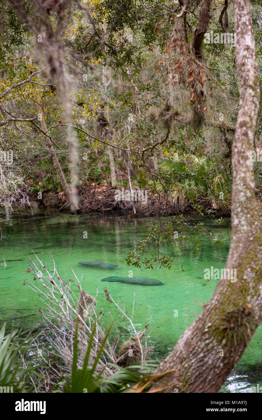 Les lamantins sont réunis au printemps pour se réchauffer par une froide journée à Blue Springs State Park, Orange City, Floride Banque D'Images